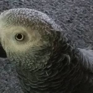 Meet your Posher, Perla